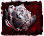 blood_2520rose.jpg blood_2520rose.jpg
