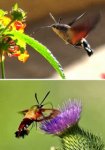 a98752_insect_6-humming-bird-moth (1).jpg
