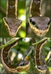 a98752_insect_9-snake.jpg