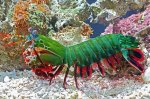 The-mantis-shrimp-is-one-of-the-most-interesting-crustaceans-found-in-the-ocean.jpg