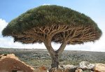 280px-Socotra_dragon_tree.JPG