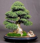 download (176).jpg download (176).jpg