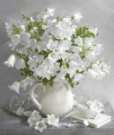 White-flower-images-6.jpg