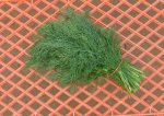 Dill.jpg Dill.jpg