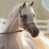 شيخة الغنادير