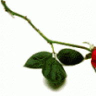 عاشقة ريان روان