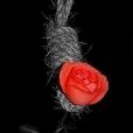 سوسنة القدر