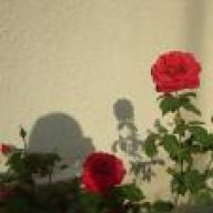 "اهات صامته"