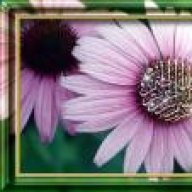 صاحبةعيالي