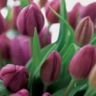 اميرة الورد!