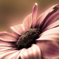 جوريه السعوديه