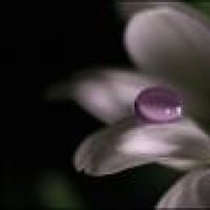 قـطـ ندى ــرة