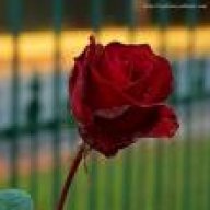 تحت قطرات المطر