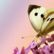 زهرةالبنفسج2009