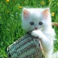 طارق طرق قلبي