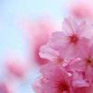 وردة الساكورا