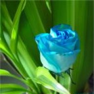 وردة زرقاء