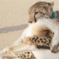 ام الاسدوالغزال