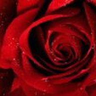 الوردة المخملية