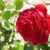 حالمة باللياقة