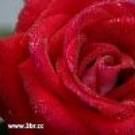 نعوومة الورد