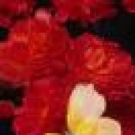 أنفاس الجوري