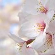 اشجار الكرز