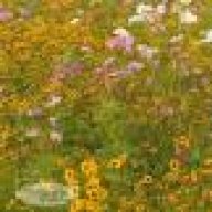 دلوووعة روووحي