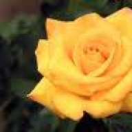 محبه الزهراوين