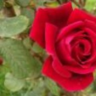 صمت الاحزااان