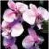 زهرة الاوركيد-