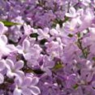 زهرة الليلك24