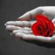 وردة الحياة 11