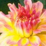 شخصية قيادية