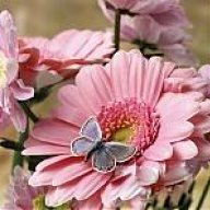 مرافئ الحنين