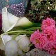 وردة الطائف