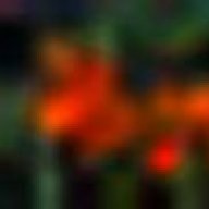 متائلقة دائما