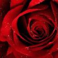 كناري مخنوق