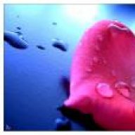 زهرة الـ ق ـمر