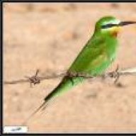 العصفور الأخضر