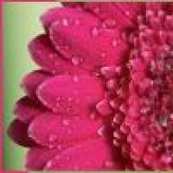 زهرة الياسمين88