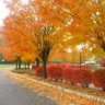ألوان الخريف