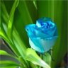 وردة زرقاء