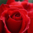 الوردةالحمرة