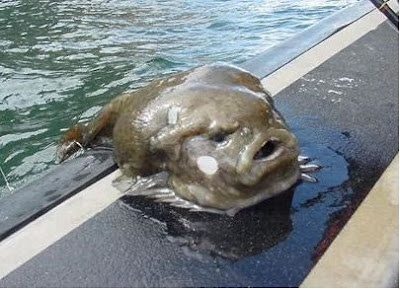 lumpfish.jpg