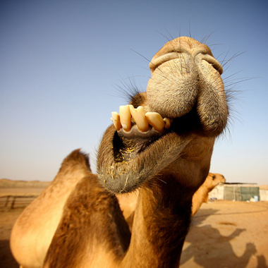 funny-camel.jpg