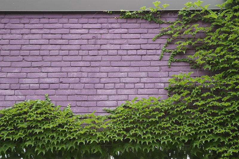 purple-wall.jpg