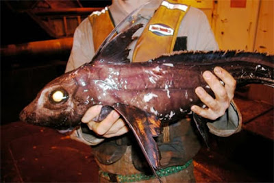 black-chimaera.jpg