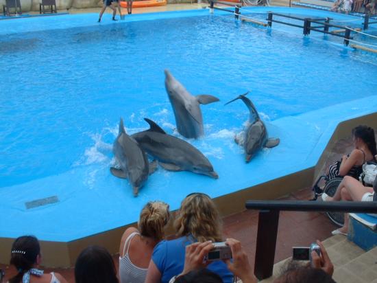 dolphins-at-marineland.jpg