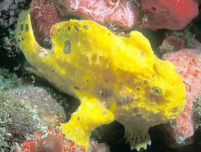 longlure-frogfish.jpg